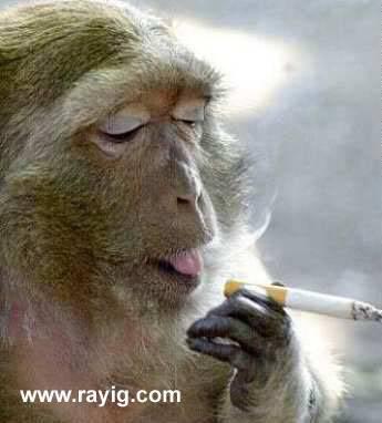 chof bache madeb9achi ka3i